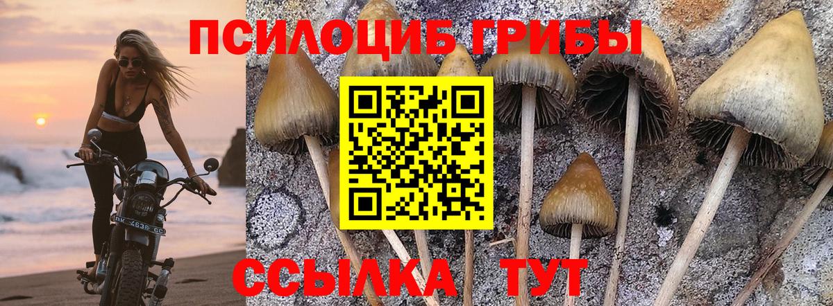 Псилоцибиновые грибы GOLDEN TEACHER Сатка
